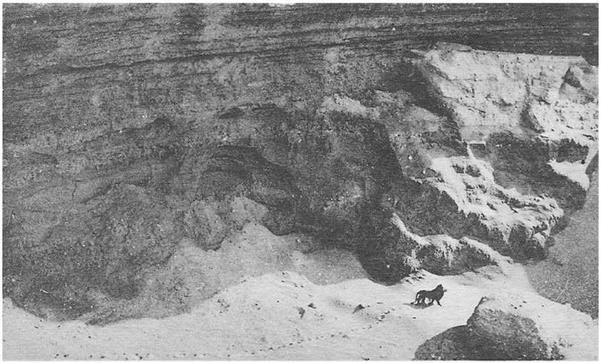 🦁 The last photographic record of an Atlas #lion, dating back to 1925. This is a lion spotted in the Atlas Mountains, during a flight on the Casablanca-Dakar air route, by Marcelin Flandrin.
📷A poignant photo, thinking about what happened in the years that followed. Also called