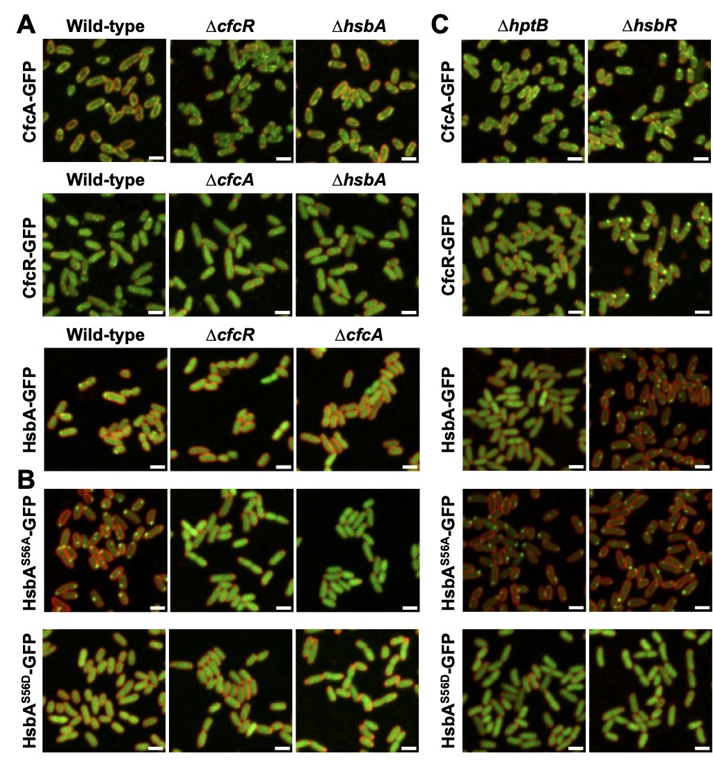 Govantes Lab (@lifeswitchcabd) on Twitter photo Enjoy our new manuscript "HsbA represses stationary phase biofilm formation in Pseudomonas putida" at bioRxiv (biorxiv.org/content/10.110…) <a href="/CABD_UPO_CSIC/">Centro Andaluz de Biología del Desarrollo</a> <a href="/marpulsan/">Marta Pulido 🦋martapulido.bsky.social</a> <a href="/aroalopsan/">Aroa López-Sánchez</a> <a href="/Parazelso/">Fernando Govantes</a> Enjoy our new manuscript "HsbA represses stationary phase biofilm formation in Pseudomonas putida" at bioRxiv (biorxiv.org/content/10.110…) <a href="/CABD_UPO_CSIC/">Centro Andaluz de Biología del Desarrollo</a> <a href="/marpulsan/">Marta Pulido 🦋martapulido.bsky.social</a> <a href="/aroalopsan/">Aroa López-Sánchez</a> <a href="/Parazelso/">Fernando Govantes</a>