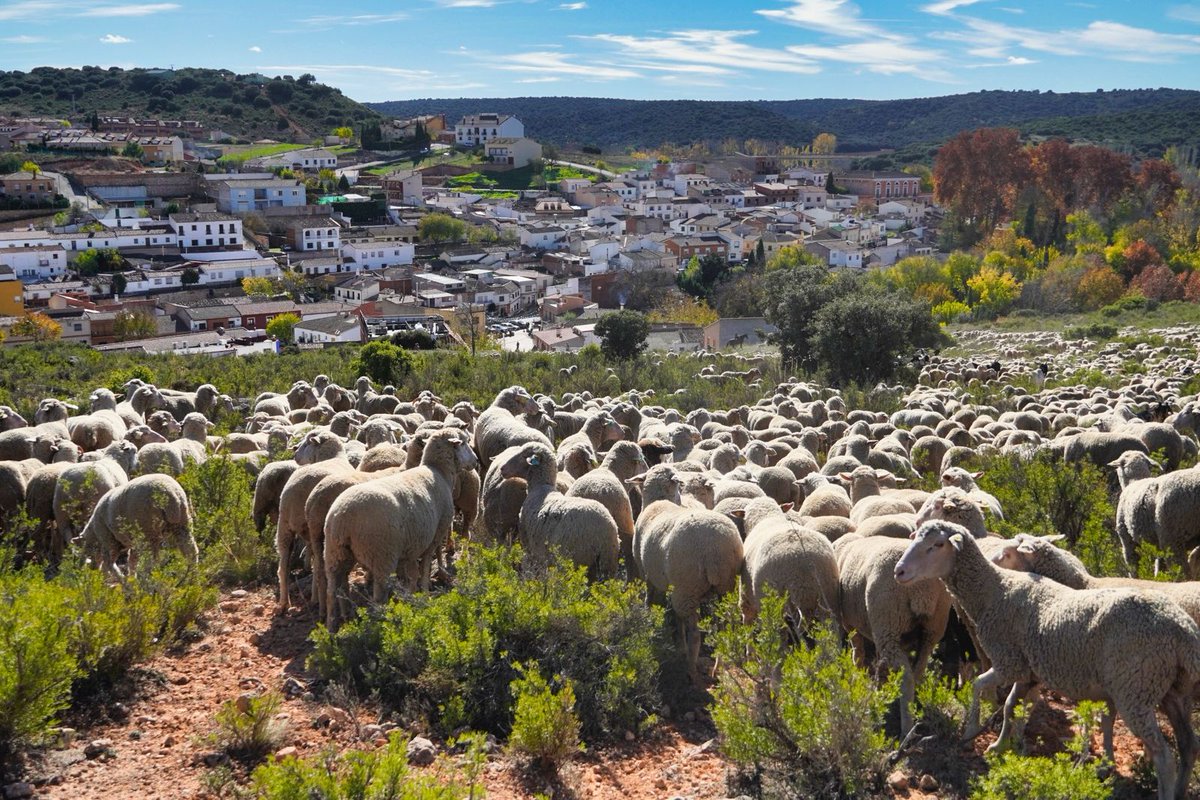 Nuestro vecino de Adopción DON JAVIER HIDALGO, nos cede estas imágenes del paso de la trashumancia este pasado sábado por #Ruidera.
¡¡Mil Gracias!!