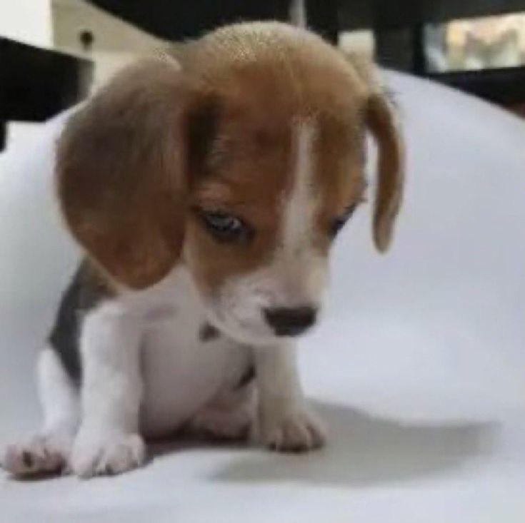 Imagina você gritar comigo, mas eu sou esse cachorrinho coitadinho da silva aqui