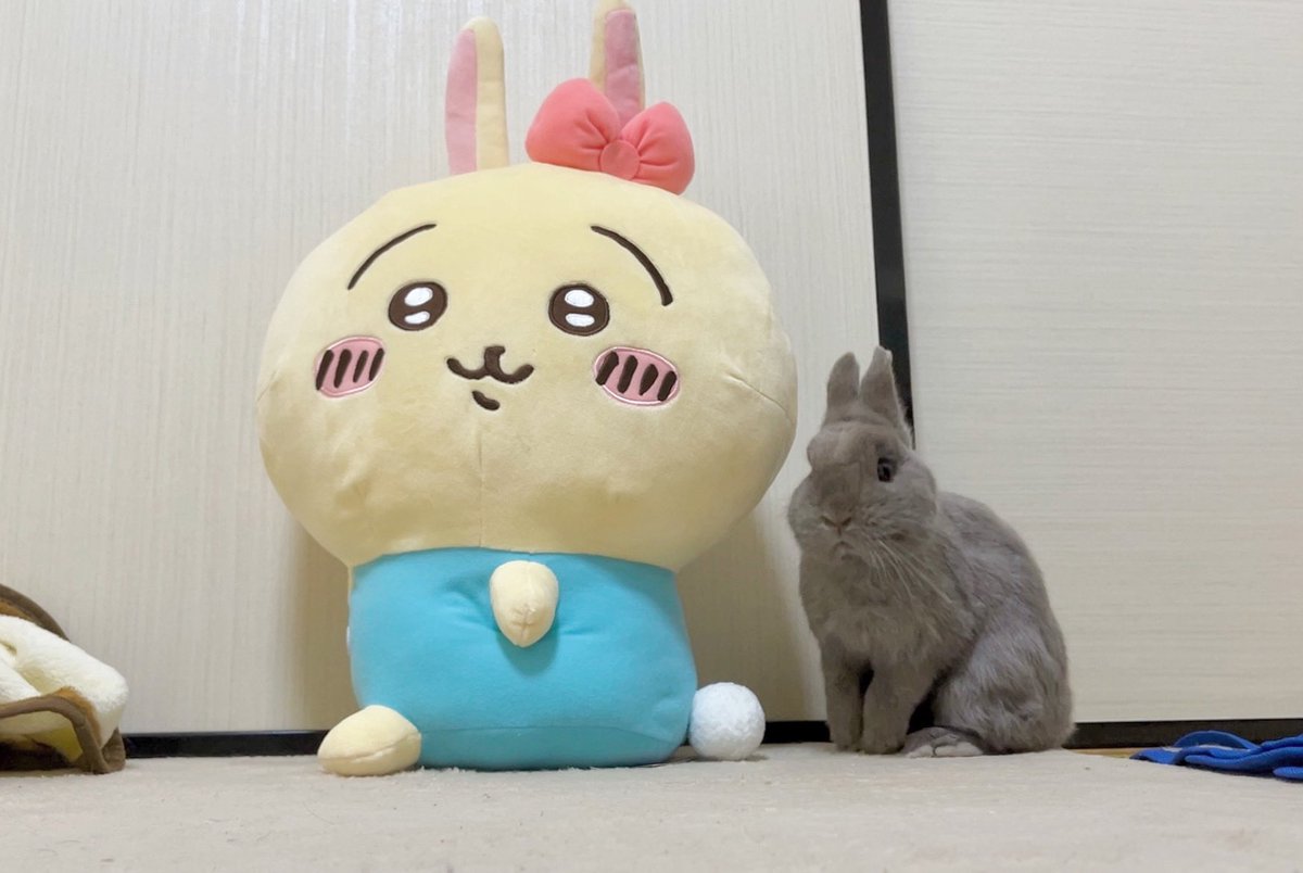 うさぎのはなちゃん🐰🌸YouTube毎日投稿 (@hana_0807_lapin) / Posts / X