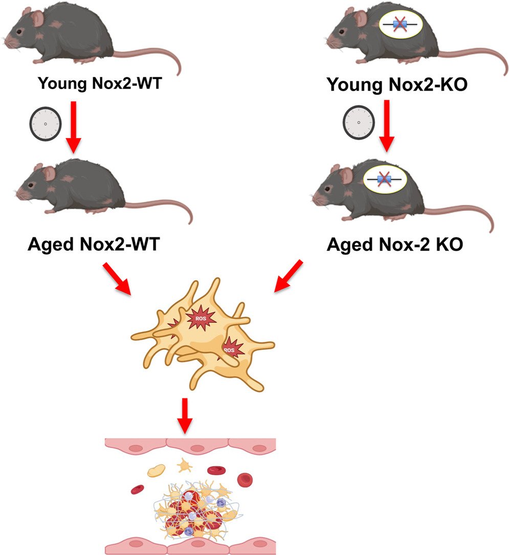 RPTH (@rpthjournal) on Twitter photo Age & Thrombosis: Nox2’s Role?
In aged mice, deleting Nox2 didn’t reduce platelet ROS, activation, or thrombosis. Targeting other pathways may be key to tackling age-induced thrombosis.
New insights into aging & clotting dynamics! <a href="/ELShematology/">Elsevier Hematology</a>
rpthjournal.org/article/S2475-… Age & Thrombosis: Nox2’s Role?
In aged mice, deleting Nox2 didn’t reduce platelet ROS, activation, or thrombosis. Targeting other pathways may be key to tackling age-induced thrombosis.
New insights into aging & clotting dynamics! <a href="/ELShematology/">Elsevier Hematology</a>
rpthjournal.org/article/S2475-…