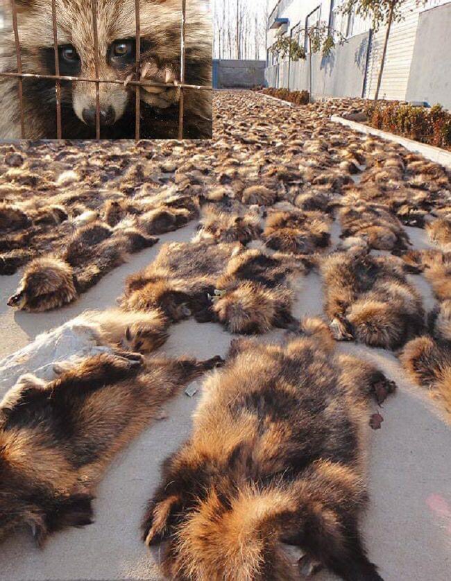 The real cost of the cruel fur trade