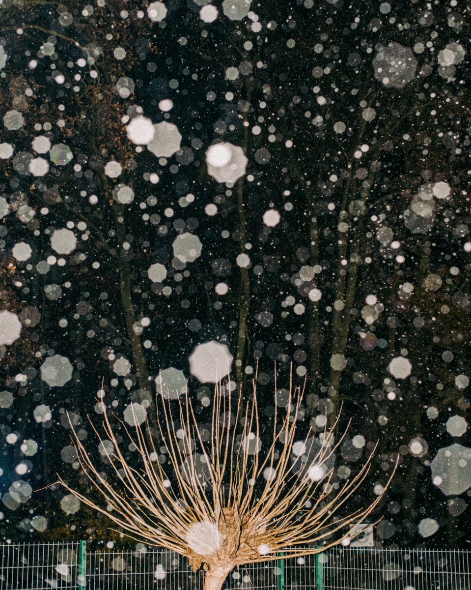 Flashes of snow #35mm