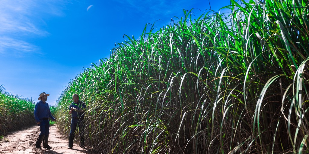 Nuseed, the Seed Technologies platform of Nufarm, follows its R&amp;D announcement on Nov. 7 [bit.ly/417mtkT] with news of its fast moving commercial goods partnership with <a href="/Unilever/">Unilever</a> 

Read more bit.ly/4eNkjde