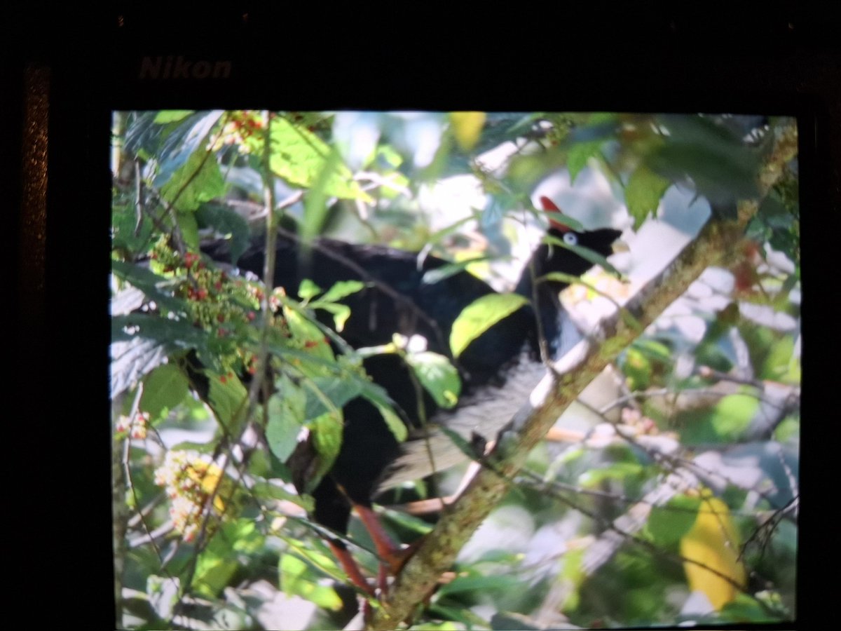 CowtonKeith's tweet photo. Ticked in flight last night &amp; nailed this am below car park strenuous 250m https://t.co/KyDVT7BBlf