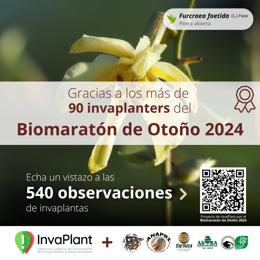 ¡Gracias a los más de 90 invaplanters que participaron en el #BiomaratónDeOtoño2024! 🌱🍂

Han logrado registrar 540 observaciones de invaplantas. 👏📸 ¡Increíble trabajo!

🔗 Echa un vistazo a los hallazgos aquí: 

inaturalist.org/projects/invap…

#BuscaLasInvaplantas 🌿📍