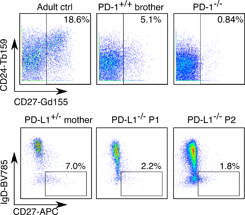 Masato OGISHI (@masatoogishi) on Twitter photo 3/ We found that these patients, genetically deficient in PD-1 signaling, had reduced memory B cells and less affinity-matured antibody repertoire. This phenotype is consistent with the seminal report by Kim Good-Jacobson et al. 14y ago (nature.com/articles/ni.18…). 3/ We found that these patients, genetically deficient in PD-1 signaling, had reduced memory B cells and less affinity-matured antibody repertoire. This phenotype is consistent with the seminal report by Kim Good-Jacobson et al. 14y ago (nature.com/articles/ni.18…).