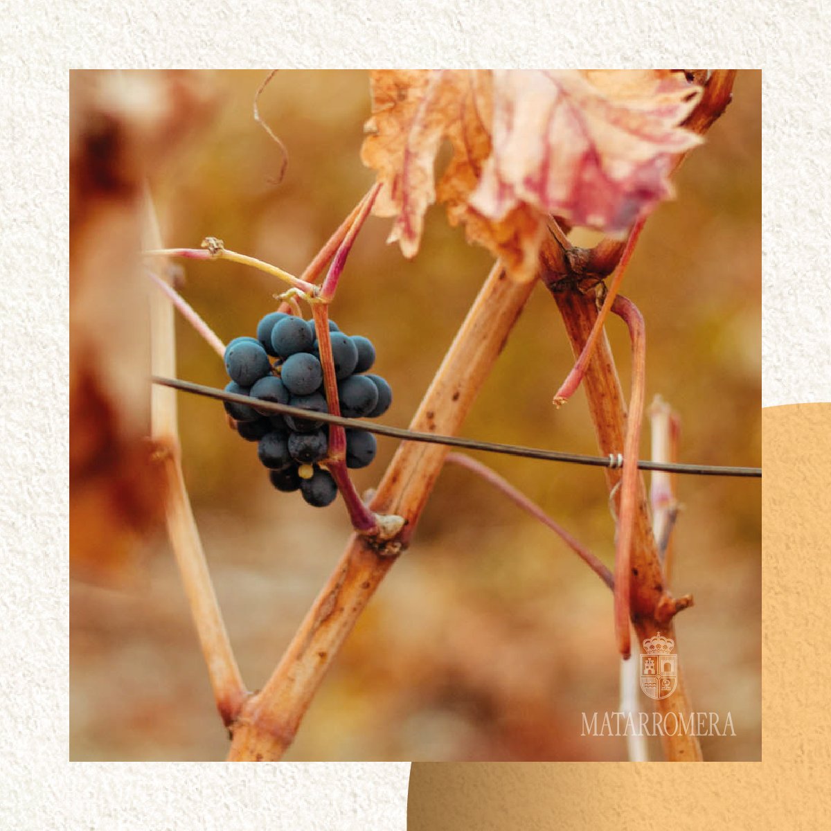 Simple y sencillamente. El viñedo es vida en todo momento. 
Plain and simple. The vineyard is life at all times.