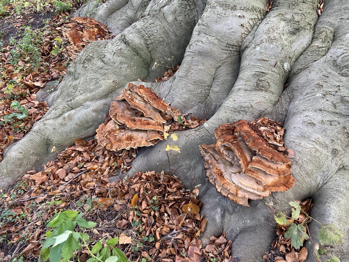 LatynNL's tweet photo. Helaas, de dagen van de reusachtige rode #Beets_beuk op de helling van de Burcht in #Leiden zijn geteld.

Een reuzenzwam (Meripilus giganteus) is de aankondiger van diens dood.

De jaarringen wijzen dan uit of de beuk inderdaad > 185 jaar oud is:

https://t.co/yxKFngTU12

. https://t.co/qWFK9YfdeA
