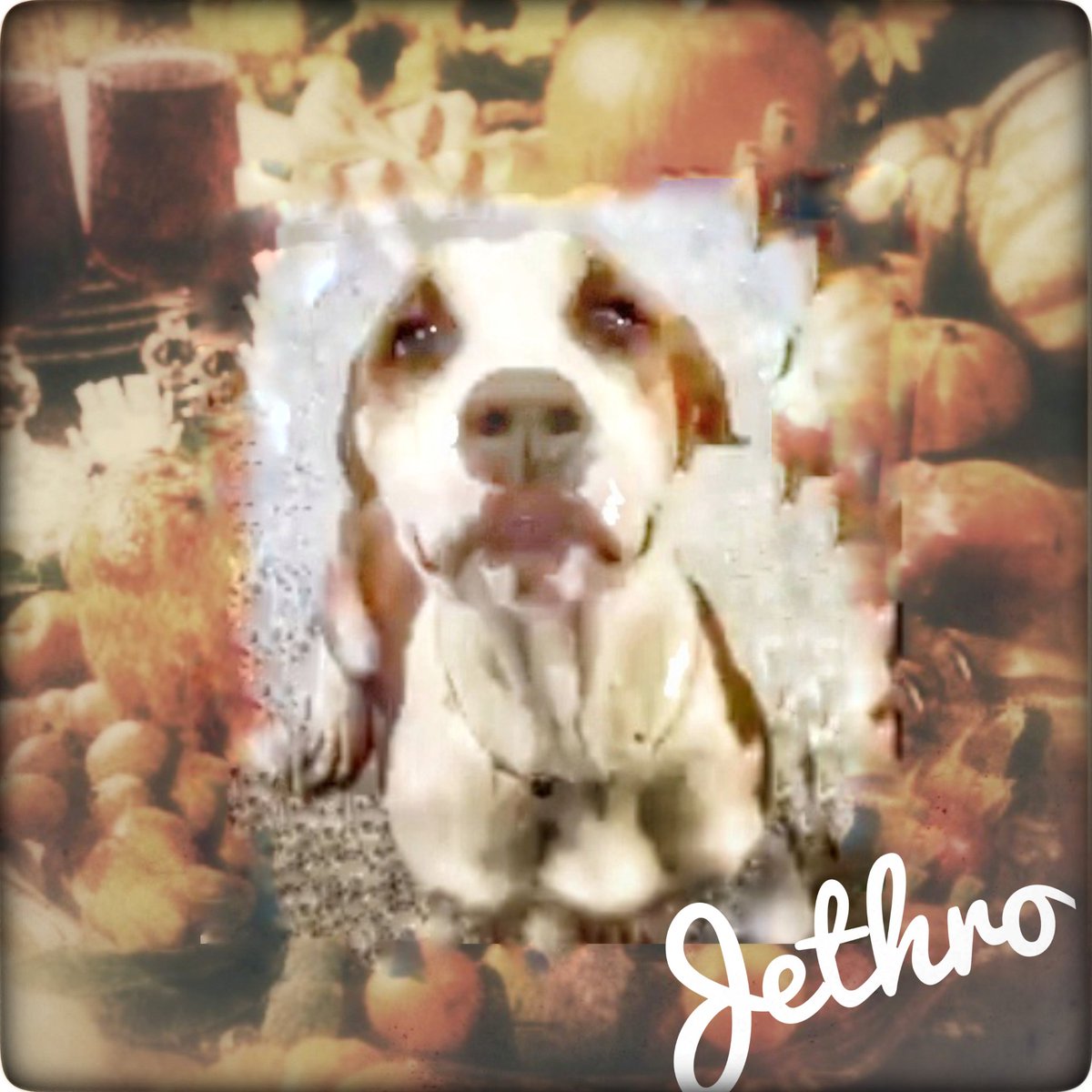 rothfarms's tweet photo. 🦃 ❤️🩹 #SaveJethro right in time for Thanksgiving! 🦃 Please see Jethro's video and more detail below 👇 https://t.co/EmdR9vCCdh