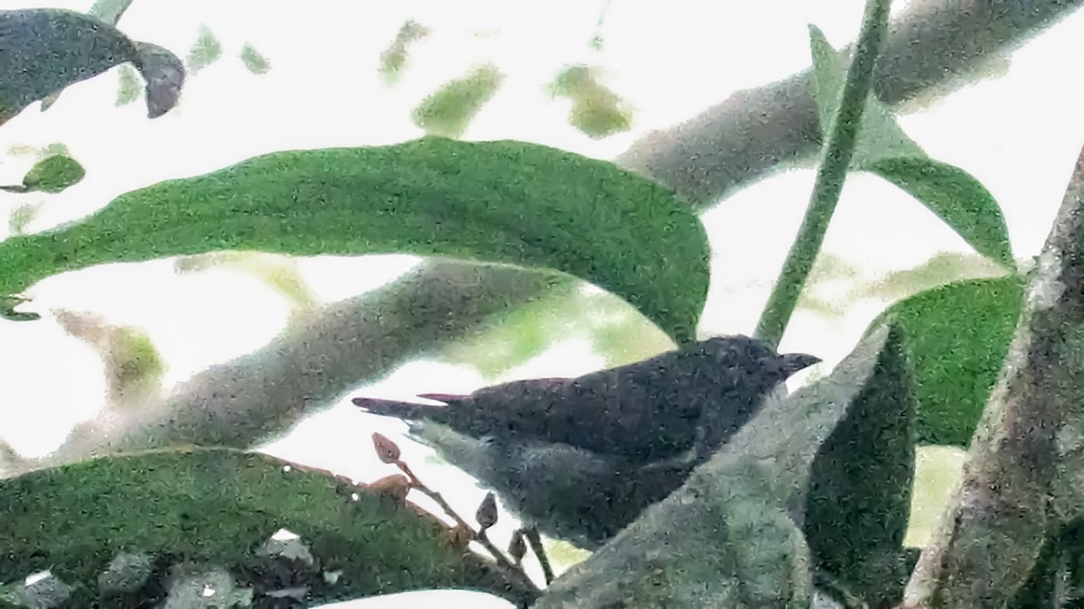 📷Zoology students had a #SwanseaUni field trip to remember when they visited Borneo.

They were able to capture a rare photo of the spectacled flowerpecker in its native habitat after it was spotted by lecturer Dr Miguel Lurgi
#Ecology #Conservation 

bit.ly/Flowerpecker