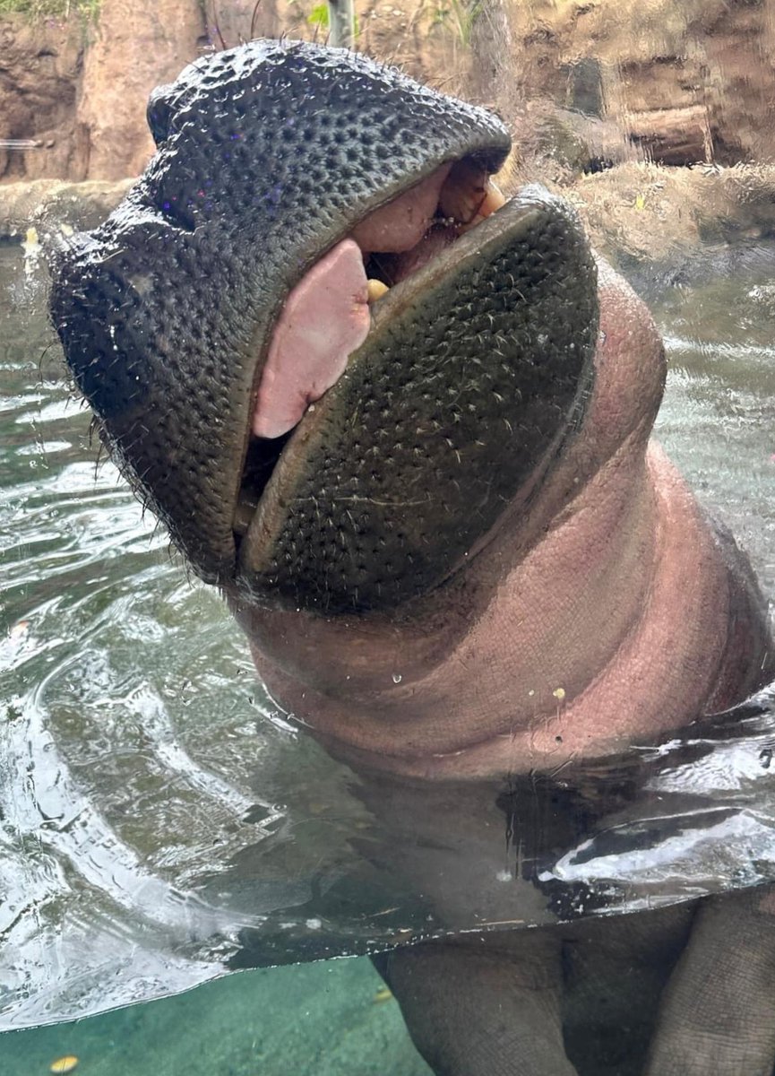 Silly Fiona! #TongueOutTuesday