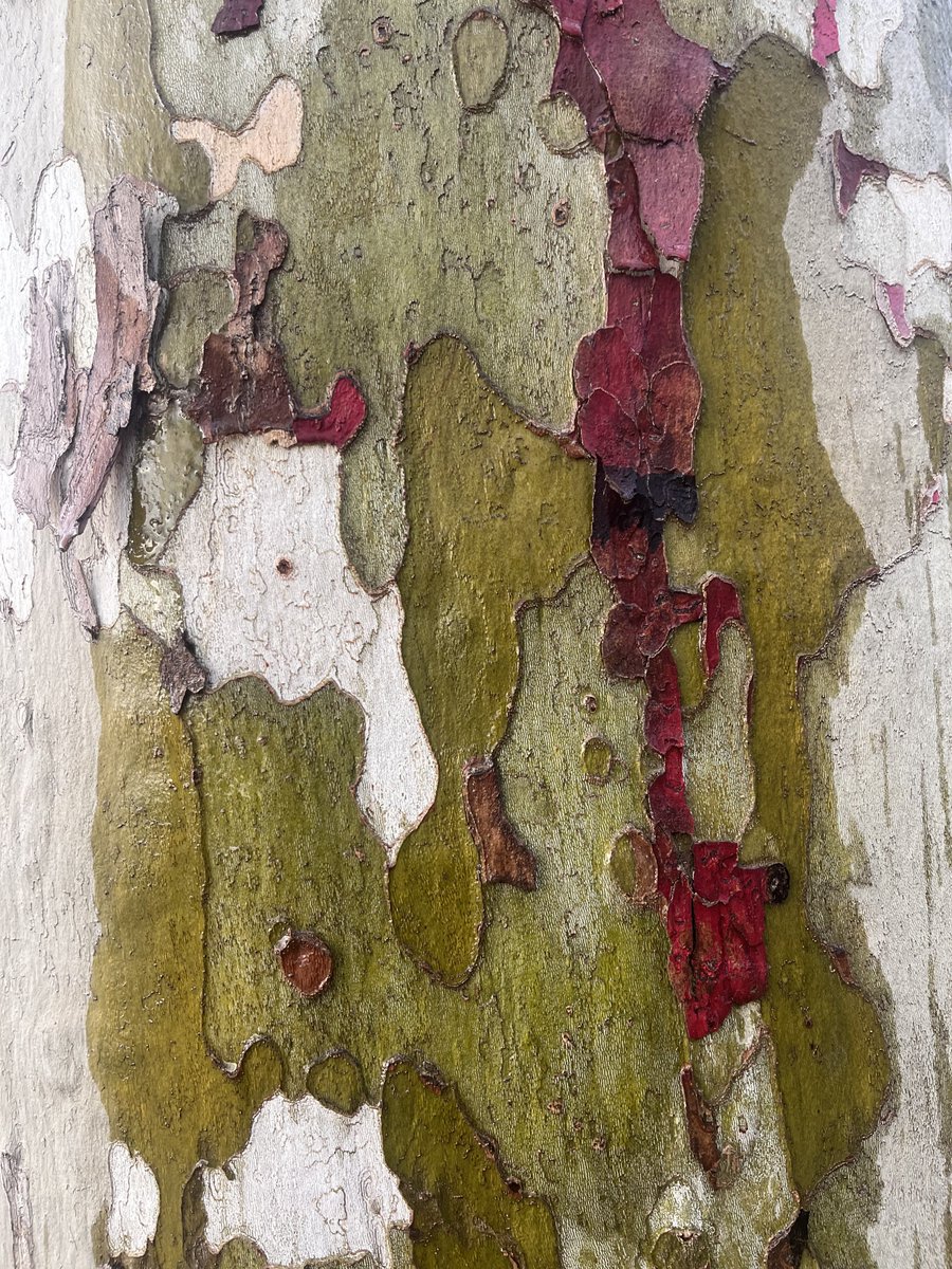 arbresmuets's tweet photo. i’ve honestly spent a lot of time staring at tree bark from close range https://t.co/mMlkThgfP8