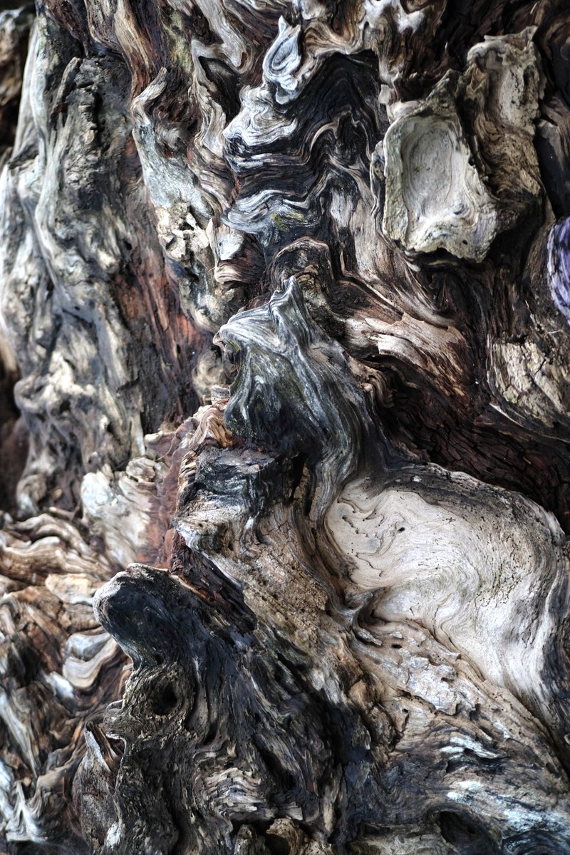 arbresmuets's tweet photo. i’ve honestly spent a lot of time staring at tree bark from close range https://t.co/mMlkThgfP8