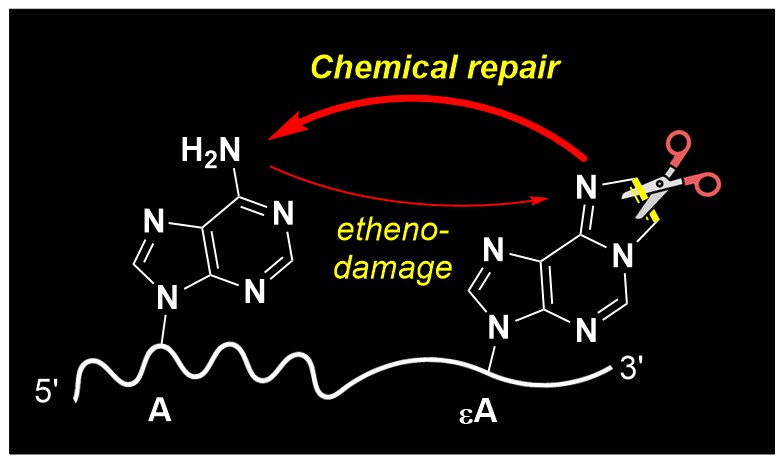 Group 210 (@chenglab_cas) on Twitter photo Excited to share that our collaborative article with Prof. Mark Helm, "A Direct Chemical Repair of Etheno-Type RNA Damages," has been published in Angewandte Chemie! 🎉 Cheers to the team! @AttheHelm3 <a href="/angew_chem/">Angewandte Chemie</a> <a href="/Wiley_Chemistry/">Wiley Chemistry</a> onlinelibrary.wiley.com/doi/10.1002/an… Excited to share that our collaborative article with Prof. Mark Helm, "A Direct Chemical Repair of Etheno-Type RNA Damages," has been published in Angewandte Chemie! 🎉 Cheers to the team! @AttheHelm3 <a href="/angew_chem/">Angewandte Chemie</a> <a href="/Wiley_Chemistry/">Wiley Chemistry</a> onlinelibrary.wiley.com/doi/10.1002/an…