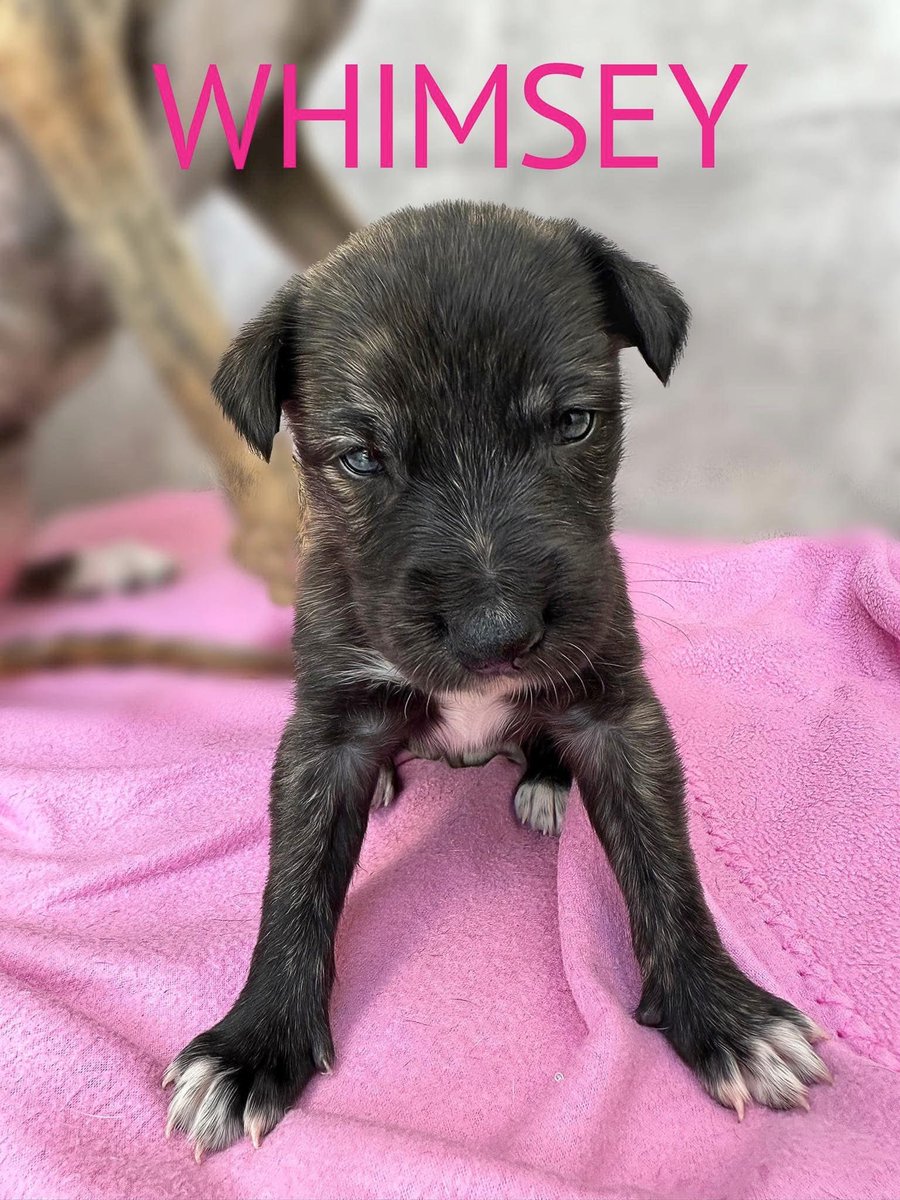 The girl Goblins say hi 👋… please give us a home 😍