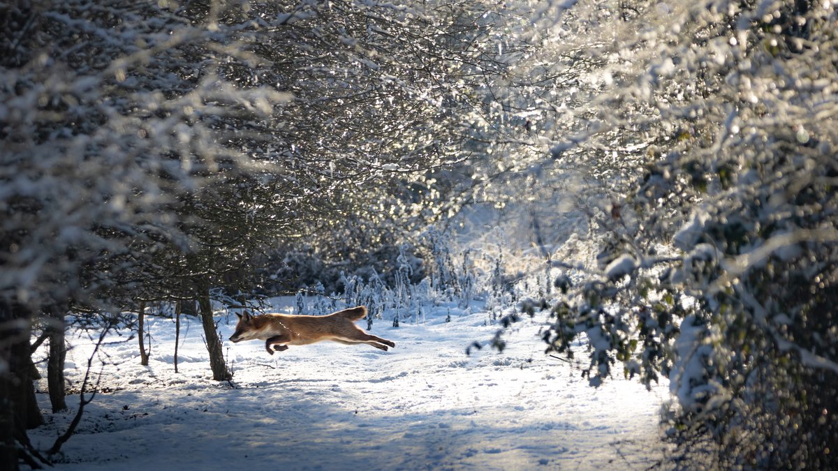 Caring for #orchards this winter ❄️

From fruit tree pruning, to grafting and planting, find practical advice on how to manage your orchard in a way that sympathises with the wildlife it supports. 🍎🍒 #NationalTreeWeek

Practical guides 👉 ptes.org/campaigns/trad…

📸Anna Gazey
