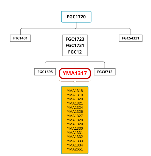 مشجر توضيحي لموقع التحور الجديد YMA1317