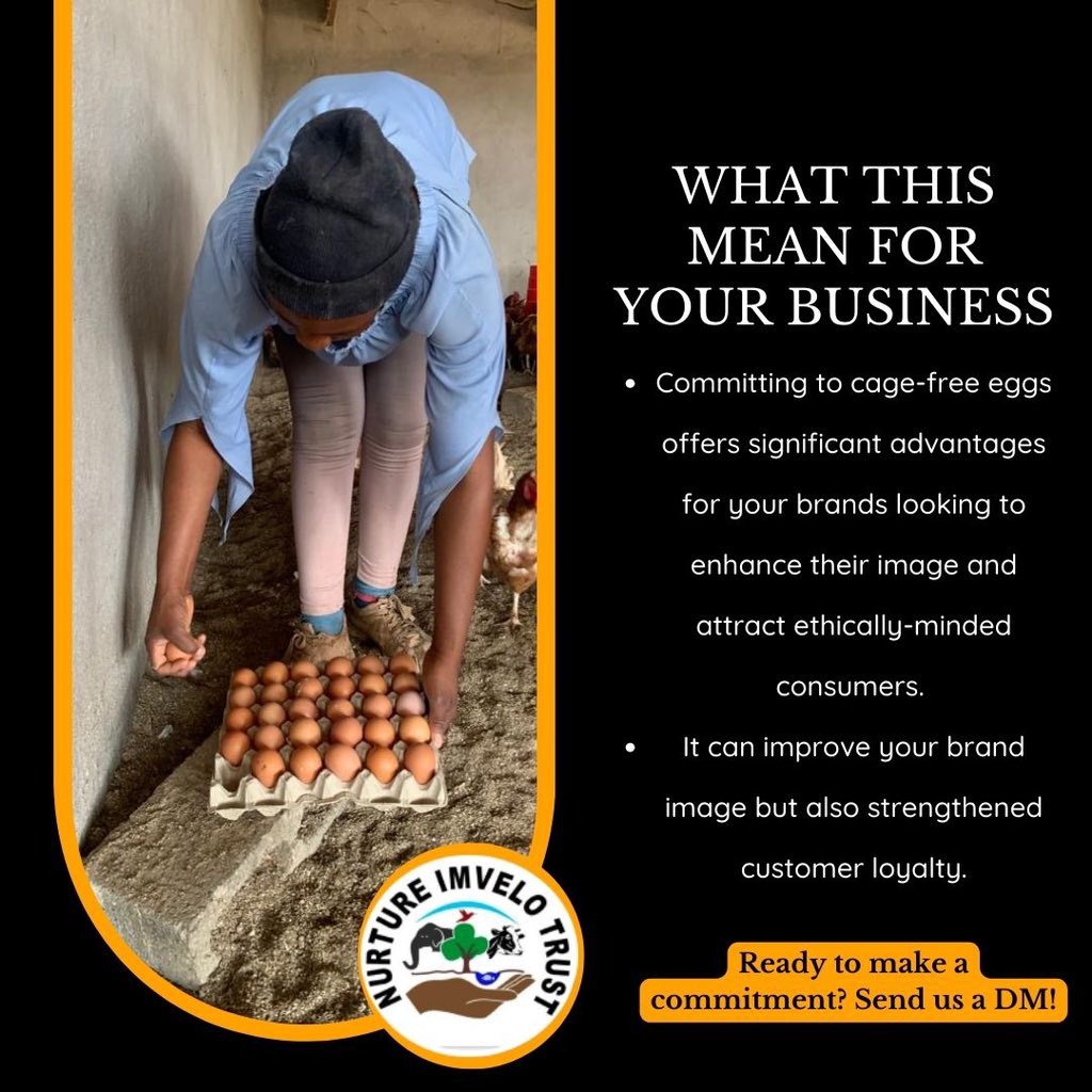 Nurture Imvelo Trust (@imvelotrust) on Twitter photo Have questions about how your company can commit to cage-free eggs? Email Us On nurtureimvelozw@gmail.com or send us a WhatsApp on +263 71 692 9784
#cagefreezim #cagefreeeggs
Tag your favourite business! Have questions about how your company can commit to cage-free eggs? Email Us On nurtureimvelozw@gmail.com or send us a WhatsApp on +263 71 692 9784
#cagefreezim #cagefreeeggs
Tag your favourite business!