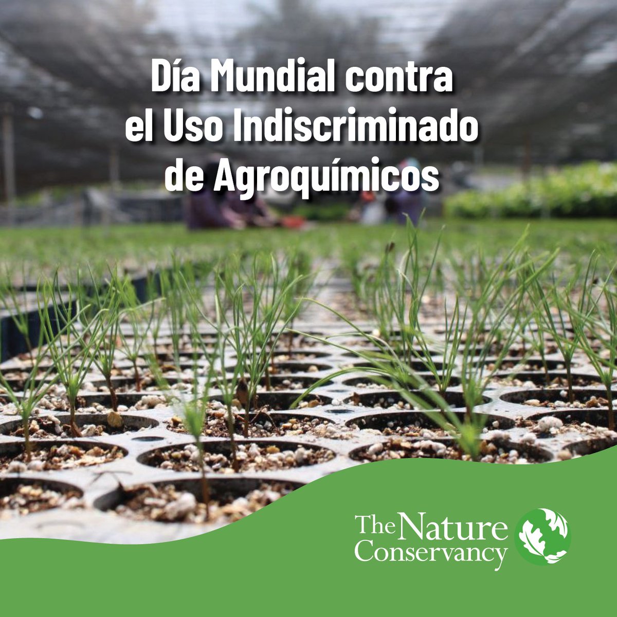 Mexico_TNC's tweet image. 🌱 ¿Sabías que cultivar sin dañar el #suelo es posible? 
Los métodos convencionales han agotado los suelos, alterado #ecosistemas y aumentado el uso de agroquímicos, reduciendo fertilidad y afectando al medio ambiente.

#Agricultura