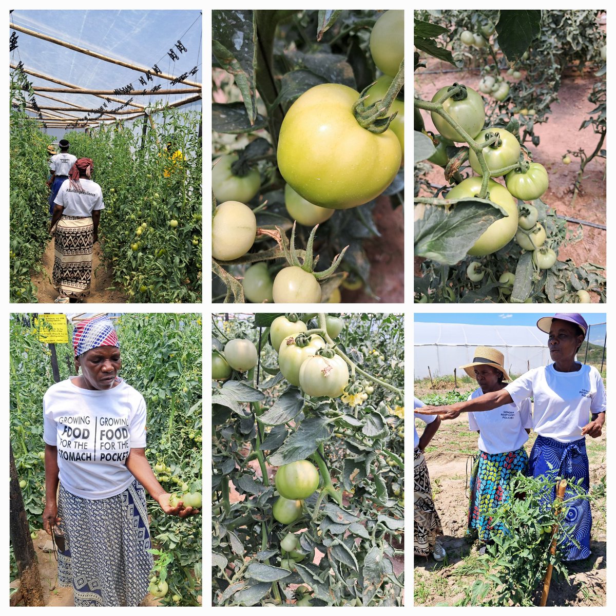 Celebrating Resilience 
Despite setbacks from wind damage and water shortages, the women in Chiweshe are  successfully harvesting their tomatoes! This achievement reflects their strength, determination, and commitment to growth. 💪🌿 @IMSouthernAfric