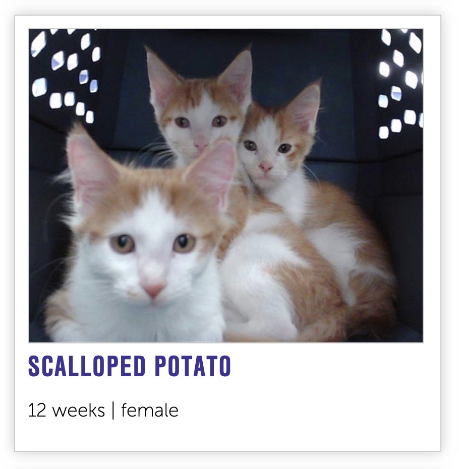 NHSCats's tweet image. our notes app is broken so to keep track of what we're making for Thanksgiving we're naming cats instead