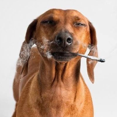 Cannabis Brasil tweet media