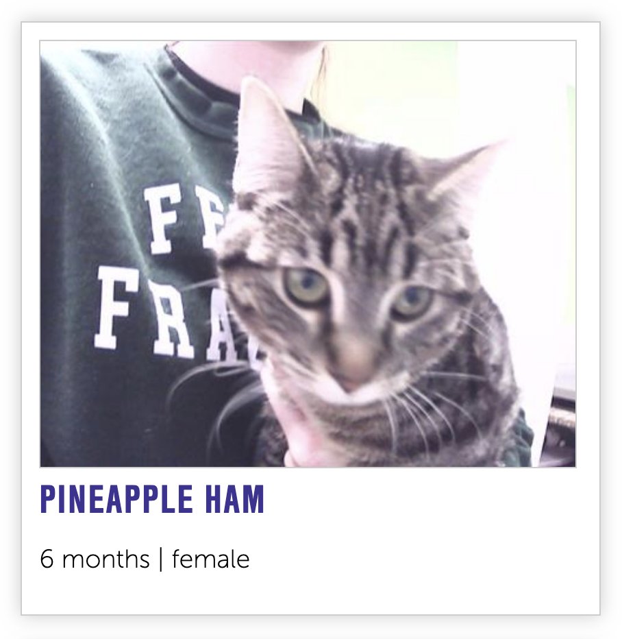 NHSCats's tweet image. our notes app is broken so to keep track of what we're making for Thanksgiving we're naming cats instead