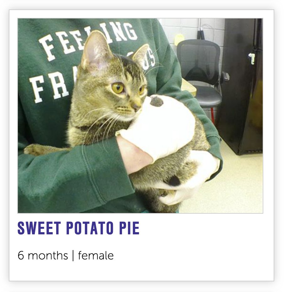 NHSCats's tweet image. our notes app is broken so to keep track of what we're making for Thanksgiving we're naming cats instead