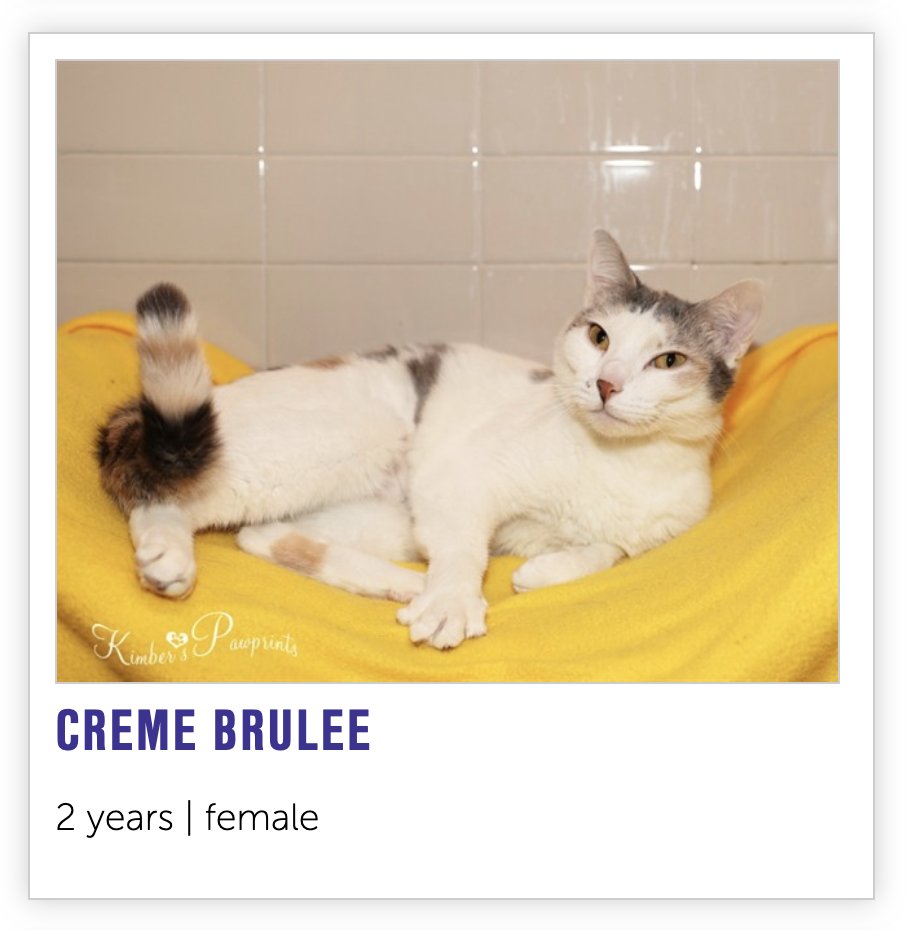 NHSCats's tweet image. our notes app is broken so to keep track of what we're making for Thanksgiving we're naming cats instead