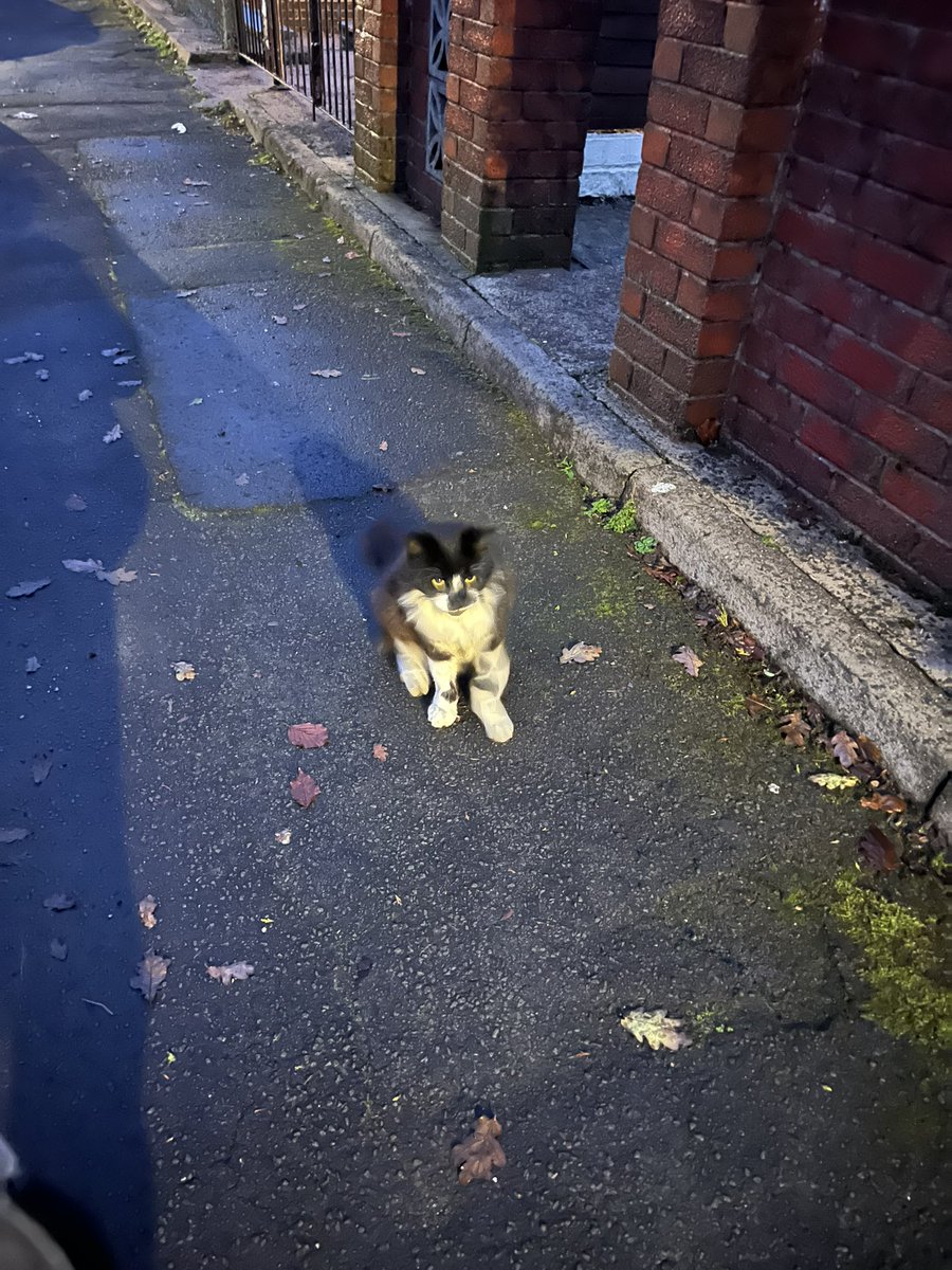 SarahjevsEvans's tweet photo. Waiting for me to come home from Asda with his gourmet seafood cat food tins 👍🏻 https://t.co/JHmk7B3ADb