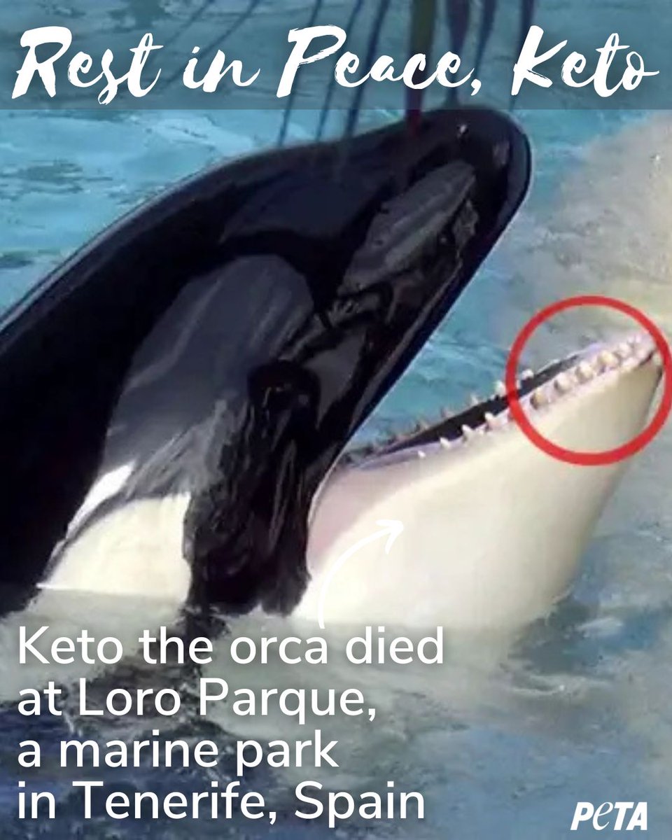 Another life stolen 💔

SeaWorld and Loro Parque subjected Keto to a lifetime of deprivation - all so they could profit off his abuse.