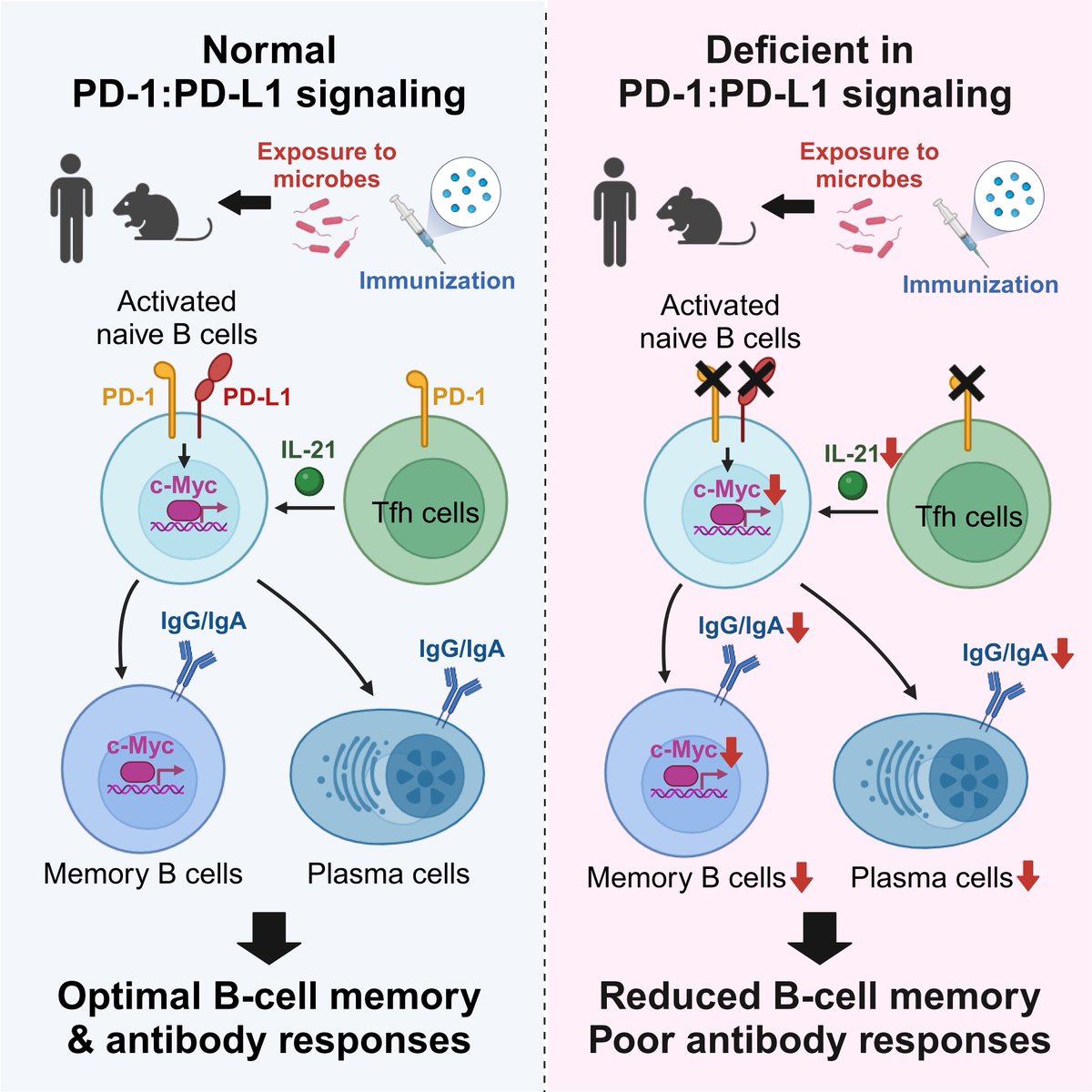 1/ We report <a href="/ImmunityCP/">Immunity</a> that the PD-1:PD-L1 axis promotes the development of B-cell memory and antibody responses in mice and humans. To our surprise, the pro-B-cell effect of PD-1 and PD-L1 is, at least partially, mediated in a B-cell-intrinsic manner. cell.com/immunity/abstr…