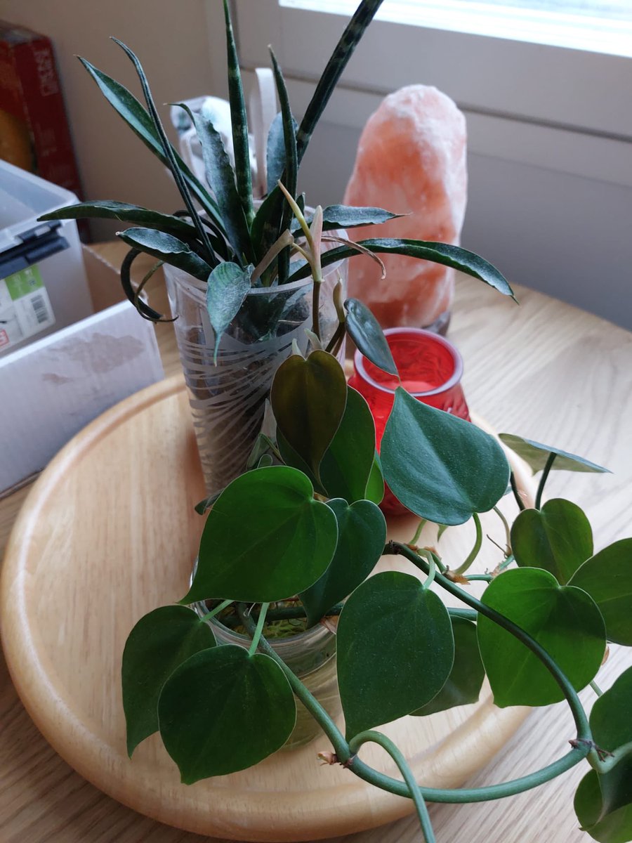 Here we are at the Flying Horse in Stockholm to celebrate #CormoranStrike turning 50 years + 3 days! And to to drop off Phyllis from Finland to Sweden, where you can’t buy any heartleaf philodendrons 🪴<a href="/Nelli_RR/">Aurinko</a> I’m sorry to report, no Doom Bar here <a href="/jk_rowling/">J.K. Rowling</a>