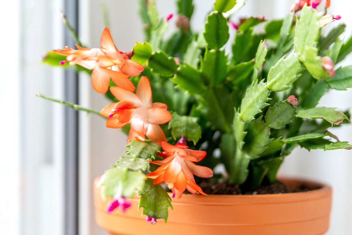 WadeJo8's tweet photo. #CactusTuesday The schlumbergera truncate aka the Thanksgiving cactus. https://t.co/YrigwqYfoz