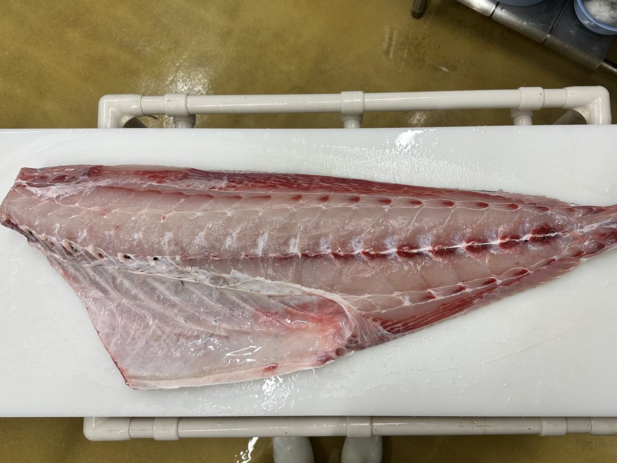 kunseijoshi's tweet photo. 23.5kgのヒラマサでも捌くと小さく見える😂でもやっぱり大きいので大変でした💦片手で持ち上げながら捌くのは、パワステ無しのクルマを運転するのと似てる、笑 https://t.co/SYKZEtRQil