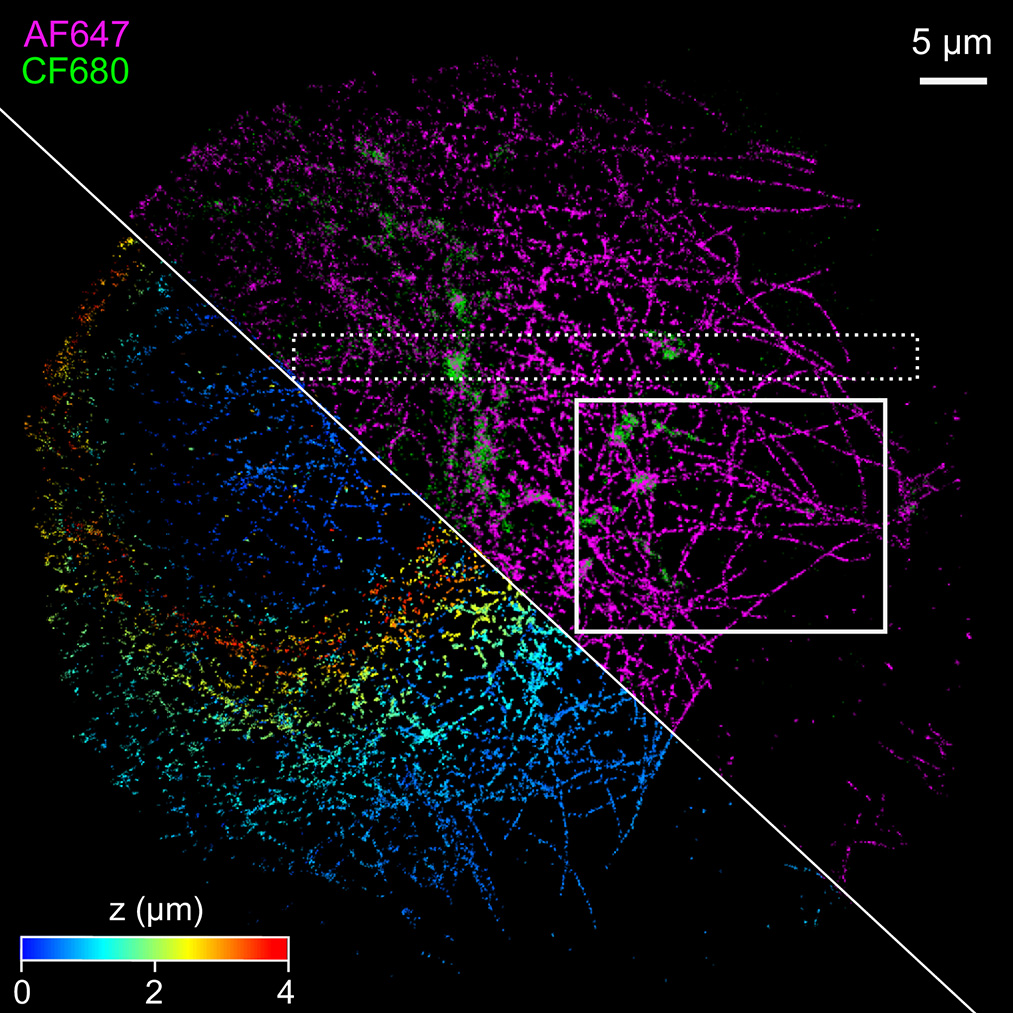 Optica Publishing Group (@opticapubsgroup) on Twitter photo Via #OPG_Optica: Vortex light field microscopy: 3D spectral single-molecule imaging with a twist bit.ly/3Zn5Ksy #BiologicalImaging #MultiplexedImaging <a href="/Cambridge_Uni/">Cambridge University</a> Via #OPG_Optica: Vortex light field microscopy: 3D spectral single-molecule imaging with a twist bit.ly/3Zn5Ksy #BiologicalImaging #MultiplexedImaging <a href="/Cambridge_Uni/">Cambridge University</a>