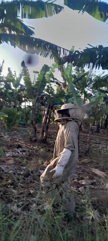 ecocolony's tweet photo. Having a protective clothing is an essential part of a beekeeper’s toolkit. The outfit includes a hat, veil, gloves, and a full-body suit. You should avoid colours such as black, red and brown as bees associate them with bears which are their predators.

#developwithnature https://t.co/SD7VwLYLrt