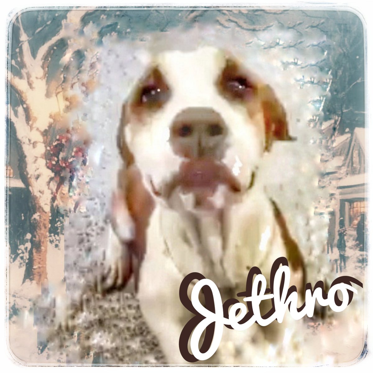 rothfarms's tweet photo. ⏰️❤️🩹🚨#SaveJETHRO #A626993. TB☠️11/27 Please PLEASE watch his video below and see details on HOW to save this PRECIOUS FELLA 👇 https://t.co/NP8uAFoNeh