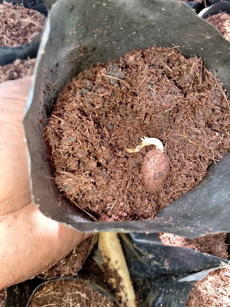 Day 9: Visible rootlets, to be followed by raised bean where the first two leaves would be produced. Although the cold weather might be slowing the development.
#LSBrownCrudeProject