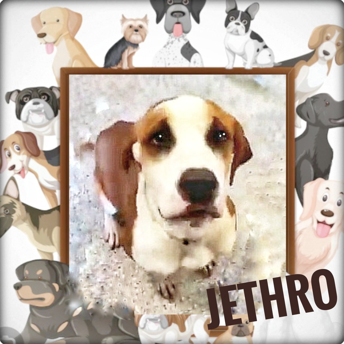 rothfarms's tweet photo. #SaveJETHRO #A626993
TB☠️11/27 Please PLEASE watch his video below and see details on HOW to save this PRECIOUS FELLA 👇 https://t.co/A7KPKbu7de
