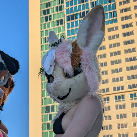 Peppers_Booty's tweet photo. the face: 🐰 The booty: 🍑

https://t.co/6Bcir6hb20 https://t.co/EVWi6m8CRp