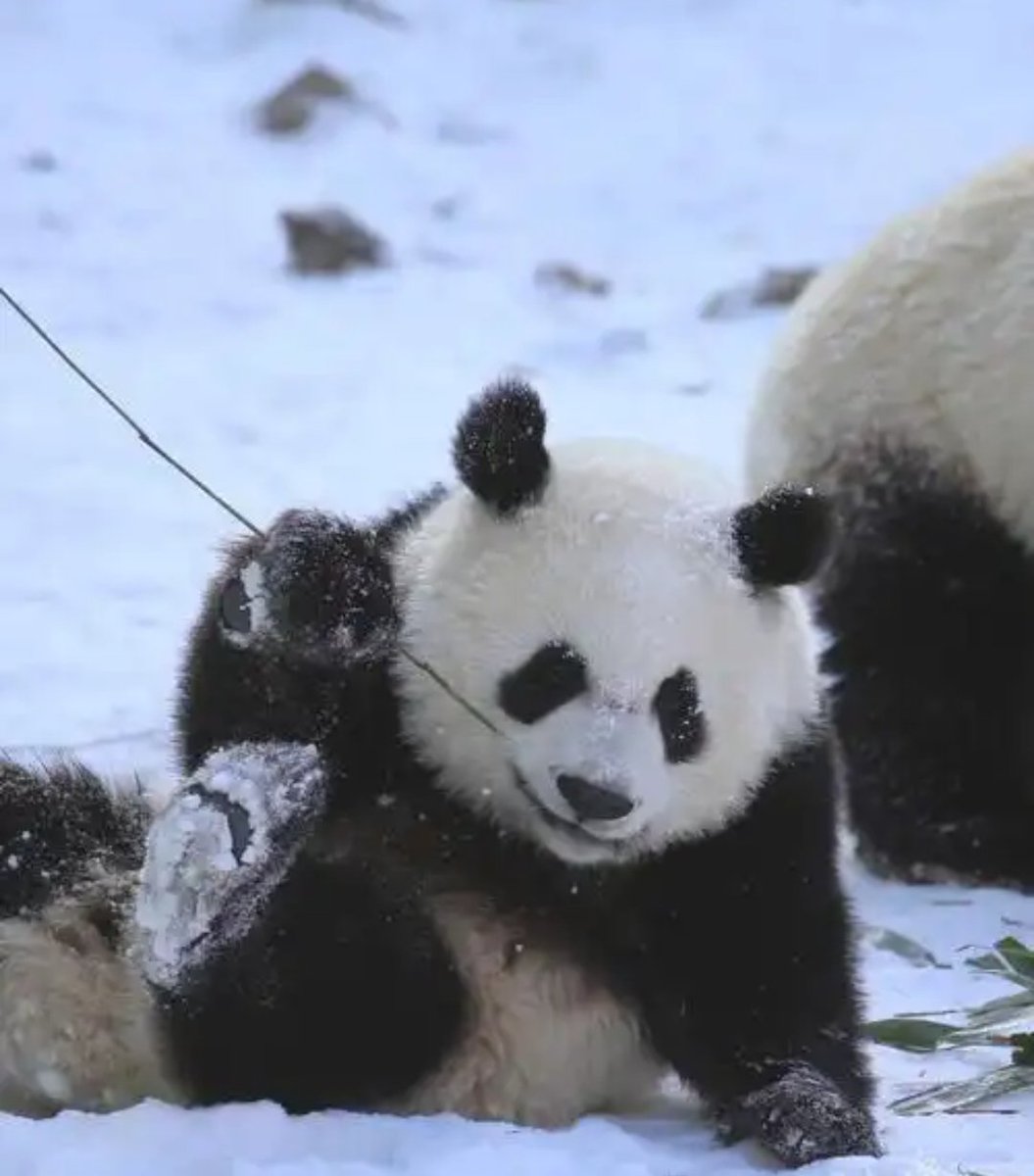 WhaleZC93's tweet image. 谁还不是一只功夫熊猫了！#互关互粉 #互粉