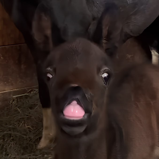 adams_gmi's tweet photo. @Sartoshi0x when you come back, make sure to check out $mikey

he the OG mule fr fr, imagine your parents being a horse and a donkey lmaaaao https://t.co/FsNyBRg0G0