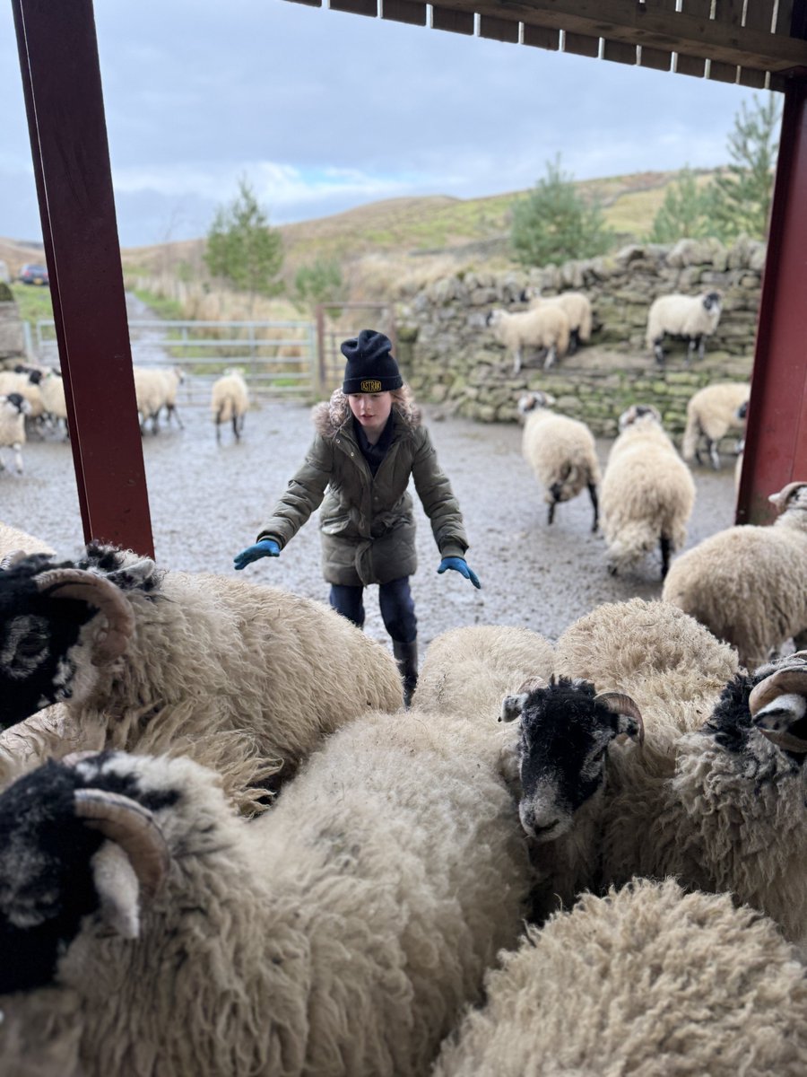 The farmy army hard at it. 👭👬👭👬
Just some of the formidable bunch, the next generation of doers. 💪🏼
#yorkshire #shepherdess #farm #countryside #farmlife
