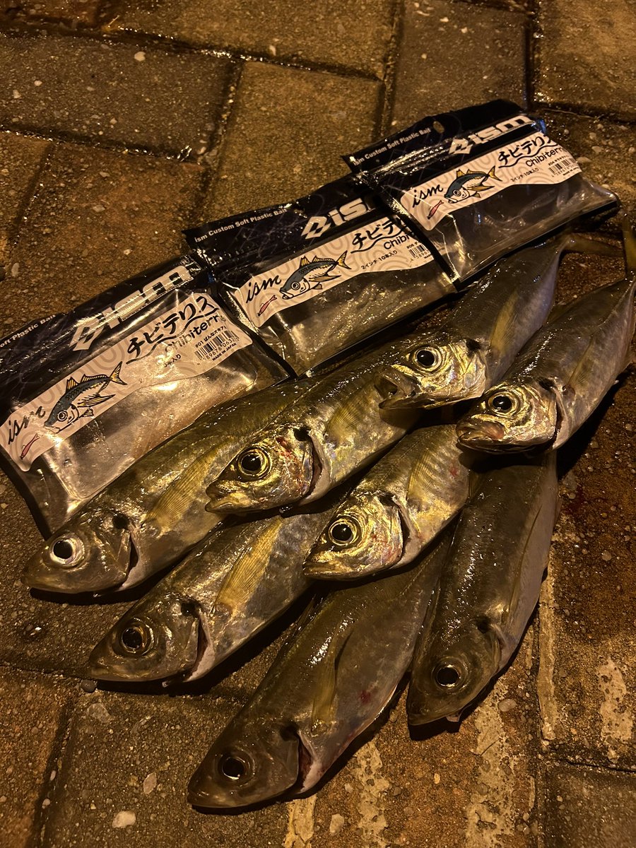 最近の釣果
青物やらシーバスやらアジやら
Twitterサボり気味