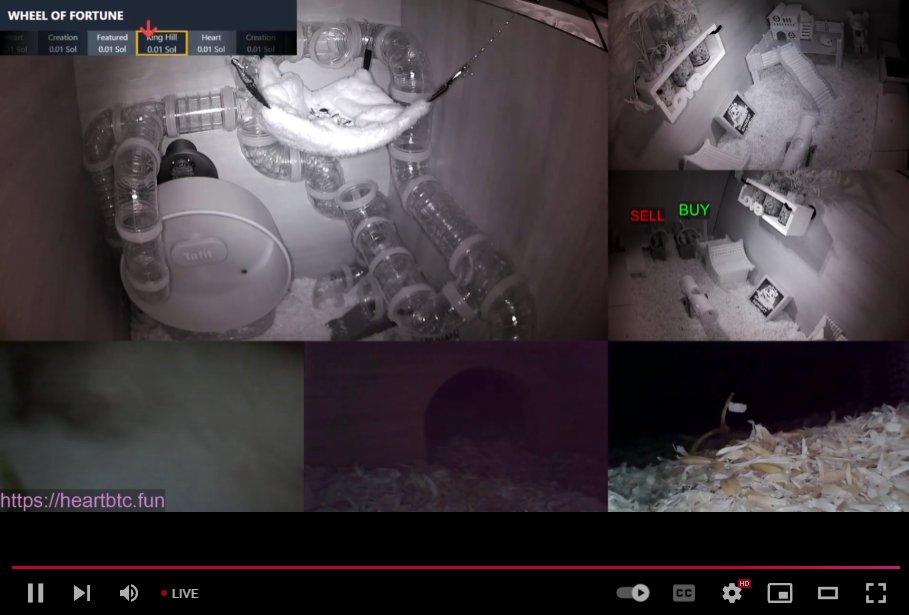 H2artBTC's tweet photo. https://t.co/MxAl3DEez2

System upgrade complete! ✨

Now you can see our Heart even at night! 🐹💖 Check out the new cams placed all around to catch every bit of Heart’s cuteness~

#DeLife #Heart https://t.co/J1lnf7WTTf