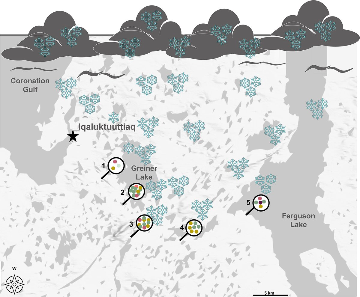 How snow can be a local monitoring tool for contamination and sources of microplastics ❄️

From by <a href="/bm_hamilton/">Bonnie Hamilton, PhD</a>, Les Harris, <a href="/jenni_pro/">Dr. Jennifer Provencher</a> + <a href="/ChelseaRochman/">Chelsea Rochman</a> 

In <a href="/ArcticScienceJ/">Arctic Science Journal</a> ➡️ ow.ly/4uZf50UaQtr