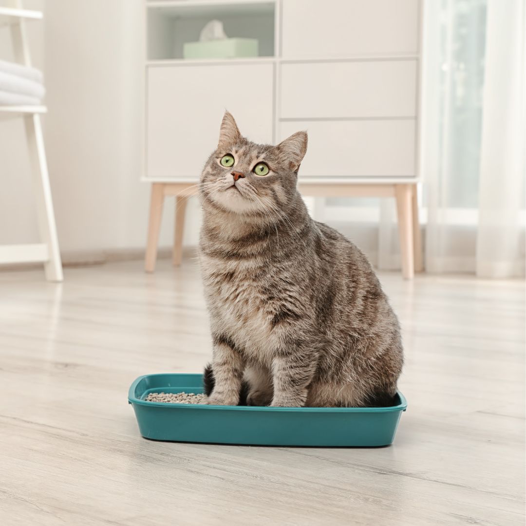 When you run out of kitty litter, you could end up with a big mess on your floors. Avoid accidents and shop online for our variety of litter, pellet, and box options (your cat will thank you!)

Shop here: penguinly.social/99aDz2

#PetStore #Pets #Cats